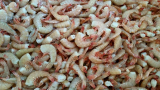 Frozen Shrimp _USA Gulf Coast Origin_ __ Price Per Kg CIF _ 